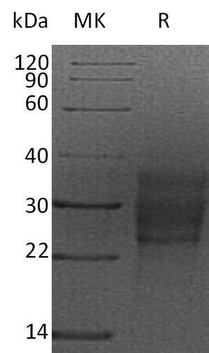 BL-2250NP: Greater than 95% as determined by reducing SDS-PAGE. (QC verified)