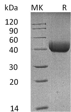 BL-0723NP: Greater than 95% as determined by reducing SDS-PAGE. (QC verified)Recombinant Mouse SP-D Protein (C-6His)