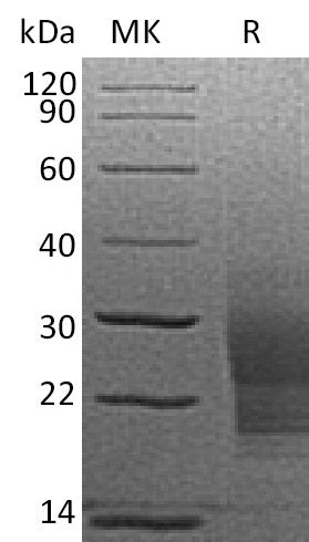 BL-2249NP: Greater than 95% as determined by reducing SDS-PAGE. (QC verified)