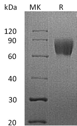BL-0035NP: Greater than 95% as determined by reducing SDS-PAGE. (QC verified)Recombinant Human CD58 Protein (C-Fc)