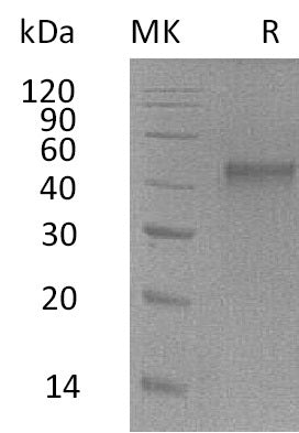 BL-1432NP: Greater than 95% as determined by reducing SDS-PAGE. (QC verified)Recombinant Mouse ST6GalNAc2 Protein (C-6His)