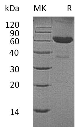 BL-0036NP: Greater than 95% as determined by reducing SDS-PAGE. (QC verified)Recombinant Human CD7 Protein (C-Fc)