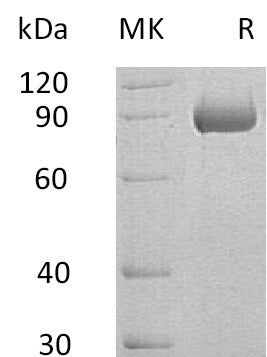 BL-1435NP: Greater than 95% as determined by reducing SDS-PAGE. (QC verified)Recombinant Human SEMA4B Protein (C-6His)