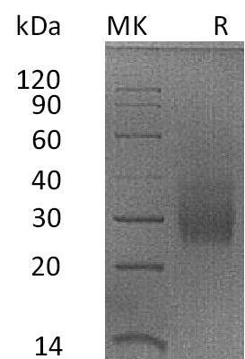 BL-2577NP: Greater than 95% as determined by reducing SDS-PAGE. (QC verified)