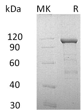 BL-0730NP: Greater than 90% as determined by reducing SDS-PAGE. (QC verified)Recombinant Human CDH11 Protein (C-Fc-6His)
