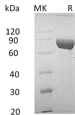 BL-1436NP: Greater than 95% as determined by reducing SDS-PAGE. (QC verified)Recombinant Human LRG1 Protein (C-Fc-6His)