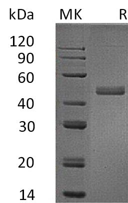 BL-0038NP: Greater than 95% as determined by reducing SDS-PAGE. (QC verified)Recombinant Human IL-17B Protein (C-Fc)