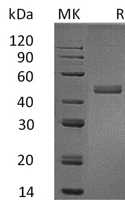 BL-0038NP: Greater than 95% as determined by reducing SDS-PAGE. (QC verified)