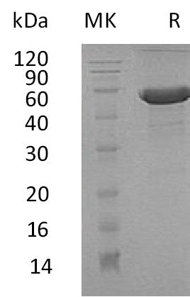 BL-0726NP: Greater than 95% as determined by reducing SDS-PAGE. (QC verified)Recombinant Human DPT Protein (C-Fc-6His)