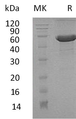 BL-0726NP: Greater than 95% as determined by reducing SDS-PAGE. (QC verified)