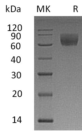 BL-2686NP: Greater than 95% as determined by reducing SDS-PAGE. (QC verified)Recombinant Rhesus Macaque CD47 Protein (C-Fc)