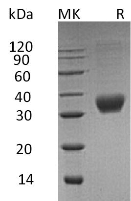 BL-0727NP: Greater than 95% as determined by reducing SDS-PAGE. (QC verified)Recombinant Human FAS Protein (C-6His)