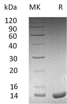 BL-2574NP: Greater than 95% as determined by reducing SDS-PAGE. (QC verified)