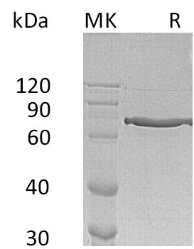 BL-0041NP: Greater than 95% as determined by reducing SDS-PAGE. (QC verified)Recombinant Human Cyr61 Protein (C-Fc)