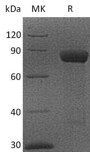 BL-2252NP: Greater than 95% as determined by reducing SDS-PAGE. (QC verified)Recombinant Cynomolgus CRTAM Protein (C-Fc)