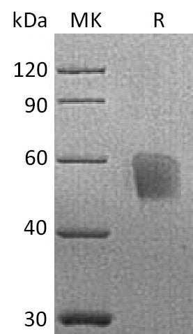 BL-0208NP: Greater than 90% as determined by reducing SDS-PAGE. (QC verified)Recombinant Cynomolgus CD3d Protein (C-Fc)