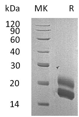 BL-0733NP: Greater than 95% as determined by reducing SDS-PAGE. (QC verified)Recombinant Rat GM-CSF Protein (C-6His)