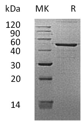 BL-0238NP: Greater than 95% as determined by reducing SDS-PAGE. (QC verified)Recombinant Human REG3G Protein (C-Fc)