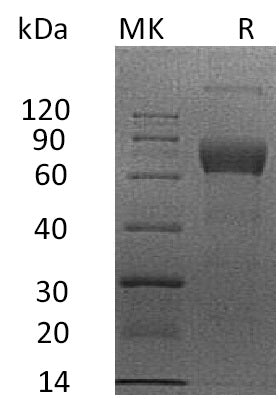 BL-1846NP: Greater than 95% as determined by reducing SDS-PAGE. (QC verified)Recombinant Human IL-4 RA Protein (C-mFc)