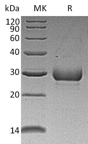 BL-2253NP: Greater than 95% as determined by reducing SDS-PAGE. (QC verified)