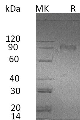 BL-0039NP: Greater than 95% as determined by reducing SDS-PAGE. (QC verified)