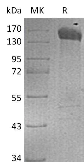 BL-0040NP: Greater than 90% as determined by reducing SDS-PAGE. (QC verified)Recombinant Human JAG1 Protein (C-Fc)