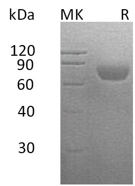 BL-0732NP: Greater than 95% as determined by reducing SDS-PAGE. (QC verified)Recombinant Human SLAMF2 Protein (C-Fc-6His)