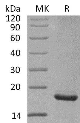 BL-0737NP: Greater than 95% as determined by reducing SDS-PAGE. (QC verified)Recombinant Mouse Endostatin Protein (C-6His)