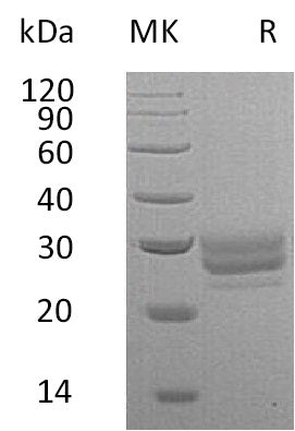 BL-0738NP: Greater than 95% as determined by reducing SDS-PAGE. (QC verified)Recombinant Mouse FLT3LG Protein (C-6His)