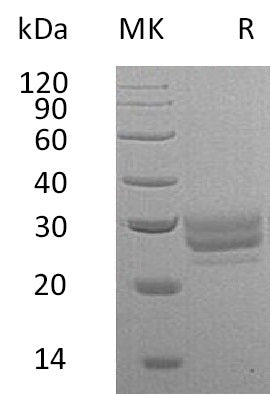 BL-0738NP: Greater than 95% as determined by reducing SDS-PAGE. (QC verified)