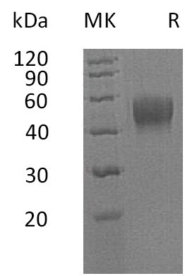 BL-0735NP: Greater than 95% as determined by reducing SDS-PAGE. (QC verified)Recombinant Human IL-10RB Protein (C-6His)