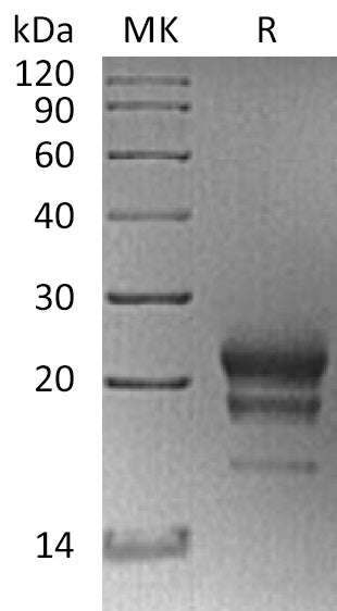 BL-0736NP: Greater than 95% as determined by reducing SDS-PAGE. (QC verified)Recombinant Mouse IL-17F Protein (C-6His)