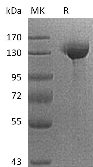 BL-0218NP: Greater than 95% as determined by reducing SDS-PAGE. (QC verified)