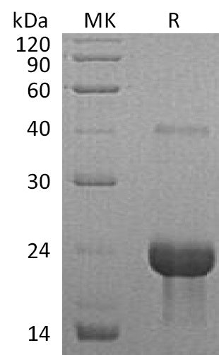 BL-2029NP: Greater than 90% as determined by reducing SDS-PAGE. (QC verified)Recombinant Mouse TNF R1 Protein
