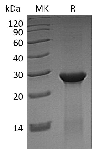BL-1545NP: Greater than 90% as determined by reducing SDS-PAGE. (QC verified)Recombinant Human ASB13 Protein (N-6His)