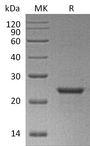 BL-1881NP: Greater than 95% as determined by reducing SDS-PAGE. (QC verified)