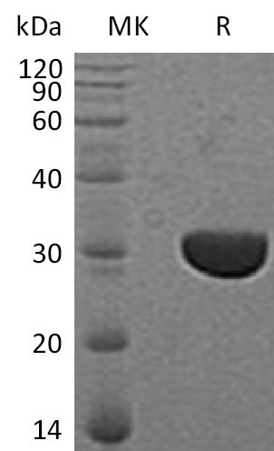 BL-1546NP: Greater than 95% as determined by reducing SDS-PAGE. (QC verified)Recombinant Human CLIC3 Protein (C-6His)