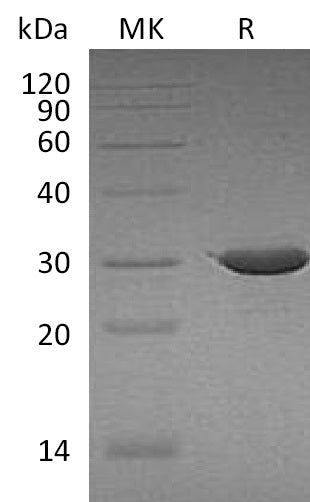 BL-1880NP: Greater than 95% as determined by reducing SDS-PAGE. (QC verified)