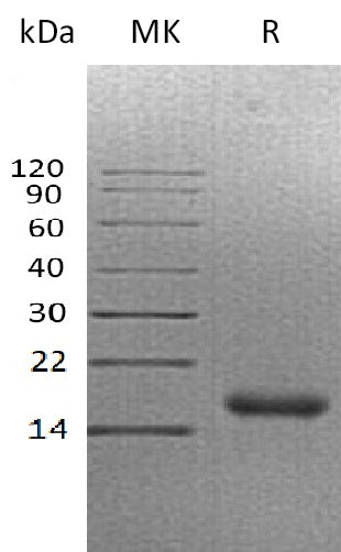 BL-1544NP: Greater than 90% as determined by reducing SDS-PAGE. (QC verified)Recombinant Human CALCA Protein (C-6His)