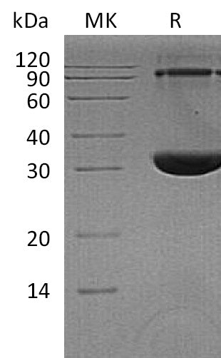 BL-1543NP: Greater than 95% as determined by reducing SDS-PAGE. (QC verified)