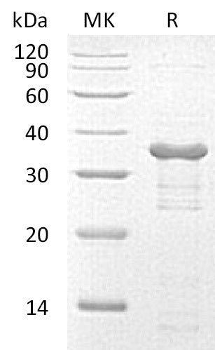 BL-1533NP: Greater than 90% as determined by reducing SDS-PAGE. (QC verified)