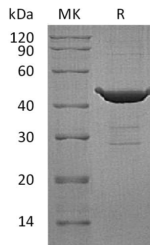 BL-0255NP: Greater than 90% as determined by reducing SDS-PAGE. (QC verified)