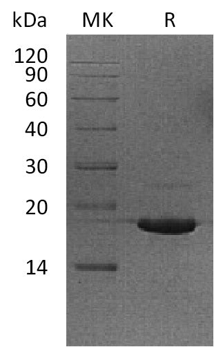 BL-1534NP: Greater than 95% as determined by reducing SDS-PAGE. (QC verified)