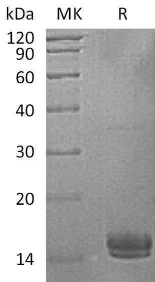 BL-2754NP: Greater than 95% as determined by reducing SDS-PAGE. (QC verified)Recombinant Human UBE2V1 Protein (C-6His)