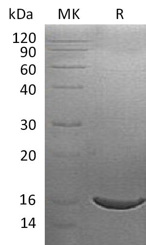 BL-1541NP: Greater than 95% as determined by reducing SDS-PAGE. (QC verified)Recombinant Human ISG15 Protein (C-6His)