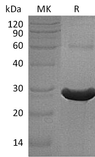 BL-0863NP: Greater than 95% as determined by reducing SDS-PAGE. (QC verified)