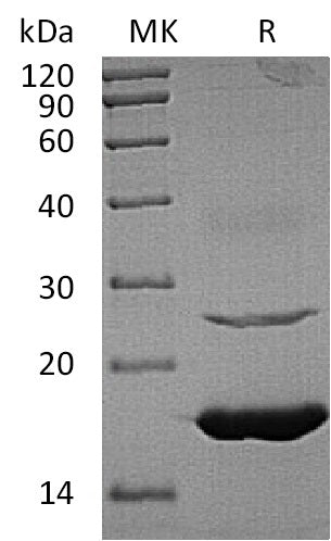 BL-1535NP: Greater than 95% as determined by reducing SDS-PAGE. (QC verified)Recombinant Human UBE2L6 Protein (C-6His)