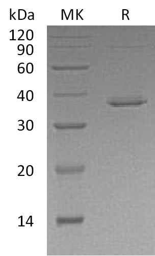 BL-1540NP: Greater than 95% as determined by reducing SDS-PAGE. (QC verified)