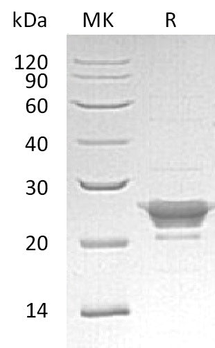BL-2061NP: Greater than 95% as determined by reducing SDS-PAGE. (QC verified)