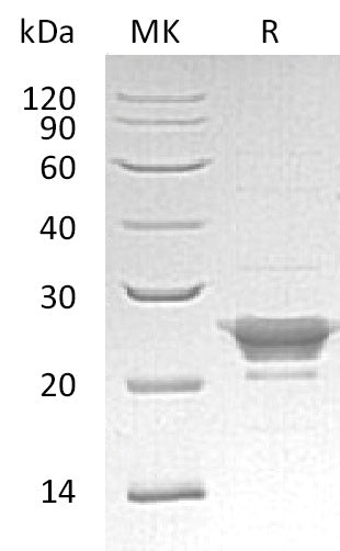 BL-2061NP: Greater than 95% as determined by reducing SDS-PAGE. (QC verified)